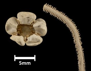Media type: image;   Invertebrate Zoology OPH-3742 Description: Bottom of brittle star disc, mouth missing, and one arm.;  Aspect: ventral